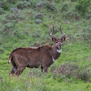 Bale Mountains - Dinsho - Mountain nyala